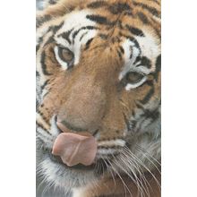 London Zoo Tiger 1970s Postcard Esso Style Poster Postcard