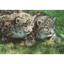 Snow Leopard Cubs at Marwell Zoological Park Postcard