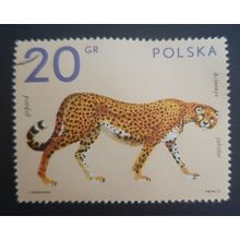 Poland: 1972 - Zoo Animals - 20Gr Asian Cheetah - Used Stamp