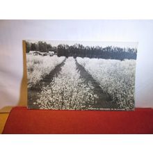 AN APPLE ORCHARD, by the IMPERIAL INSTITUTE, London unused postcard =