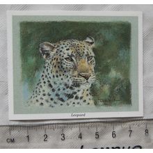 1993 CCC card - Leopard
