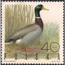 POLAND, BIRD, Mallard, green 1970, 40 Gr