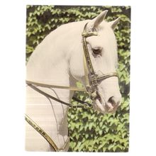 VIENNA, SPANISH RIDING SCHOOL unused vintage postcard white horses (e) #