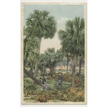 GEORGIA Palmettoes on Tybee Island Savannah early 20th C. RPPC 11531