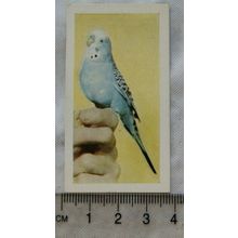 1960 Horniman's Tea card Pets No. 21 Budgerigar