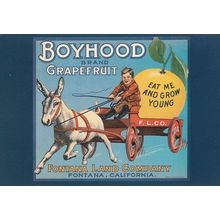 Boyhood Grapefruit California Fruit Advertising Postcard