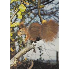 Beautiful Squirrel In Tree 1970s Postcard