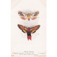 Hypsidia Erythropsalis Epicausis Smithi Exotic Moths Postcard