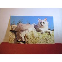 A CAT used postcard by Colourmaster 1984 pm animals =