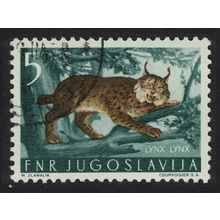 Yugoslavia Lynx Wild Animal 1954 Canc SG#766 MI#739