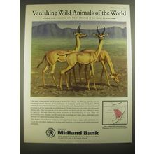 1967 Midland Bank Advertisement - Dibatag - Vanishing Wild Animals
