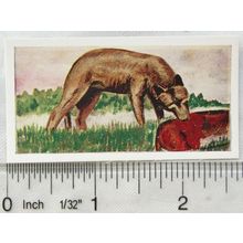 Neilson's Interesting Animals card No. 42 Wolf