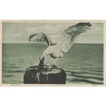 Heligoland Angry Bird Germany North Sea Antique Postcard