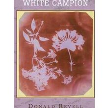 White Campion