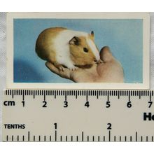 1960 Horniman's Tea card Pets No. 7 Guinea Pig