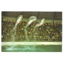 HARDERWIJK, Holland postcard (a) dolphins #