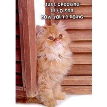 Just Checking In To See How You're Doing - Get Well Greeting Card - 00793