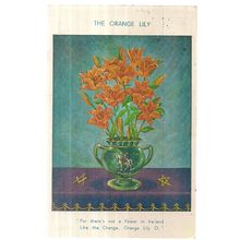 orange lily flower, Irish used vintage postcard by W Johnston, Belfast 1968 =