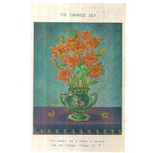 orange lily flower, Irish used vintage postcard by W Johnston, Belfast 1968 #