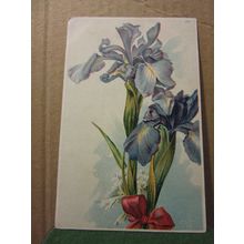 FLOWERS unused postcard Iris, flags, ?? #