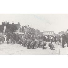 Parade Of The Porkers Court House Romford Market Essex Postcard