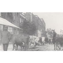 Romford Cattle Market Chained Cattle Victorian Essex Postcard