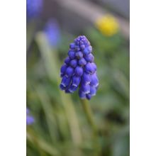 Spring 1 Poster Canvas Movie Film Print A0 A1 A2 A3 A4 A5 A6 Art Wall Decoration