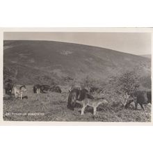 Pony Ponies on Quantocks Somerset Real Photo Postcard