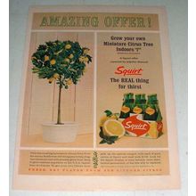 1964 Squirt Soda Ad - Amazing Offer!