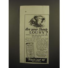 1929 Black Leaf 40 Ad - Are your sheep lousy?