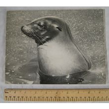 Exhibition of Wildlife Photographs by H.R.H. The Duke of Edinburgh, WWW