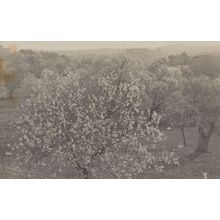 El Almendro Please Check Rare Real Photo Old Spain Postcard