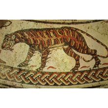 Roman Tigress at Woodchester Church Tiger Pavement Postcard