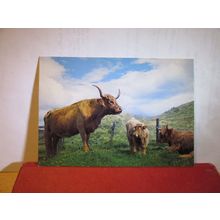 HIGHLAND CATTLE.. unused postcard by J Arthur Dixon PWL/22464 =