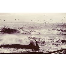 Vancouver Flock Of Birds Over Rough Sea Canada Old RPC Postcard
