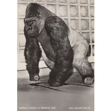 Congo The African Gorilla At Bristol Zoo Old Postcard
