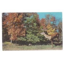 OMER. MICHIGAN, USA. used vintage postcard 1966 postmark =