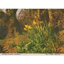 Daffodils Shrub End Colchester Flower Flowers Blossom Womens Institute Postcard