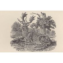 The Bewick Bestiary Diss Norfolk Artist Wood Engraving Drawing Postcard