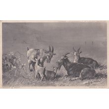 ED 206 GOATS AND KIDS BY MAUD SCRIVENOR. PRINTED POSTCARD