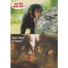 Chimpanzees Kissing Monkey Romance Dating 2x Comic Postcard s