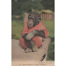 Young Chimpanzee Looking Like American Prisoner French Old Postcard