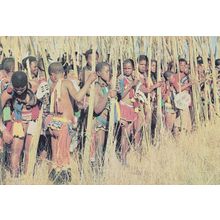 Swaziland Reed Dance Ceremony Africa Postcard