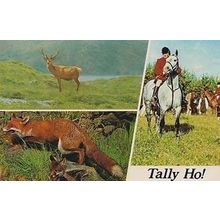 Tally Ho Fox Hunt Hunting Mint Horse Riders Blood Sports 1970s Postcard