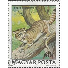 HUNGARY, CAT, Wildcat, Felis silvestris, green 1979, 60f