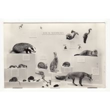 Local Mammals Southgate Museum Broomfield Park Postcard RP London
