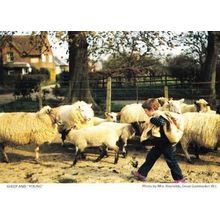 Great Gaddesden Sheep Cattle Animal Farm Hertfordshire Womens Institute Postcard