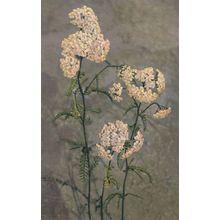 Yarrow Milfoil Weeds Achilles Millefolum Vintage Flower Postcard