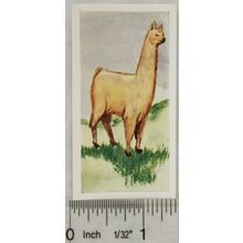 Neilson's Interesting Animals card No. 13 Llama