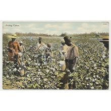 South Carolina Picking Cotton early 20th C. RPPC A1924